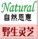 Dalian Wangli Wild Ganoderma Biotechnology Co., Ltd