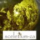 SceletiumZA