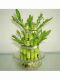 Evergreen lucky bamboo art Co., ltd.