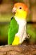 Morris Aviaries & Beaked Essentials, LLC