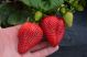 Chilean Strawberries