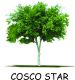 Cosco Star International Co., Ltd