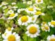 Chamomile farm